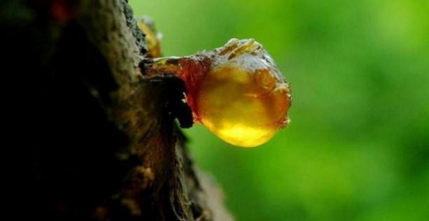 动物胶是一种从动物身上提取出来的天然生物材料，主要由蛋白质和多糖组成。它具有多种特性和功能，广泛应用于多个领域。本文将详细介绍动物胶的来源、成分、生产工艺、用途以及市场前景等方面的内容。,全面应用分析数据_The37.83.49