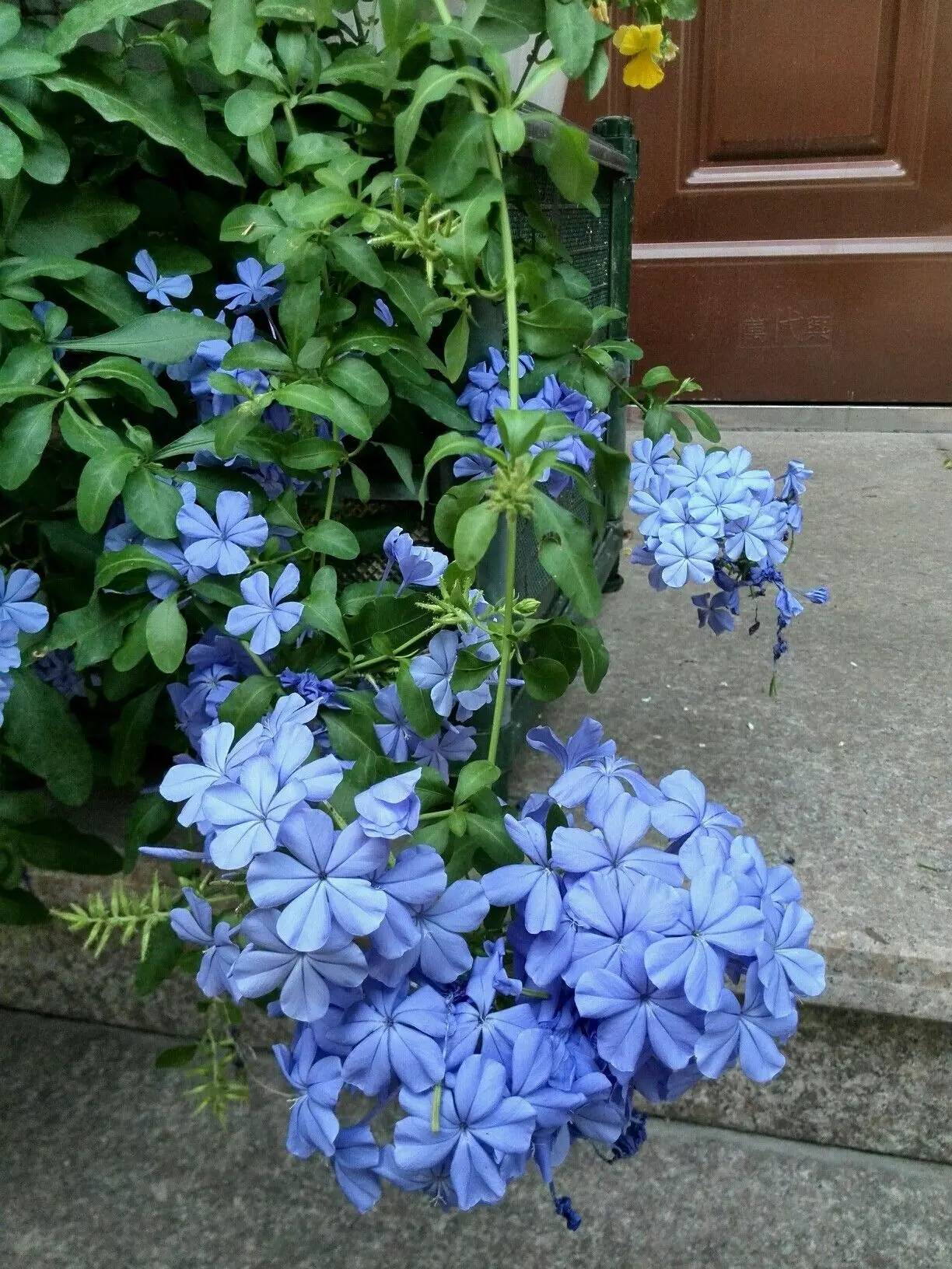 探索新颖，烤箱中的花朵魔法——烤箱烘花,迅速处理解答问题_C版27.663