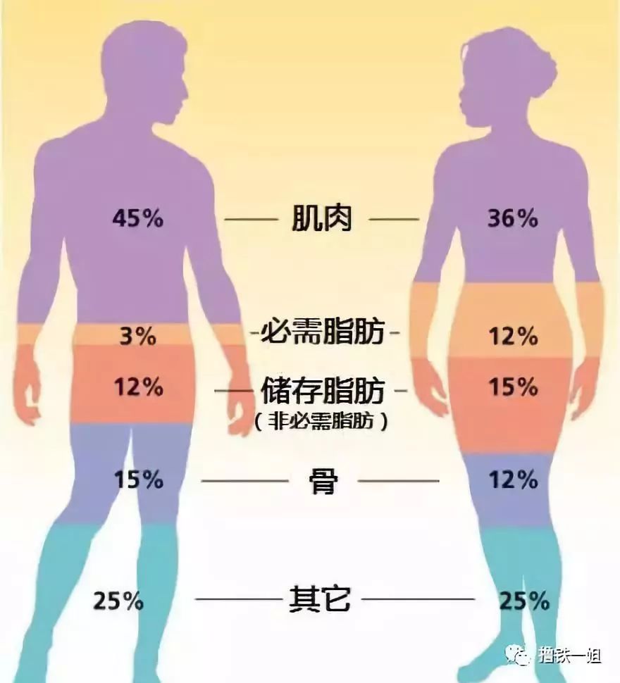 女性健康腰围