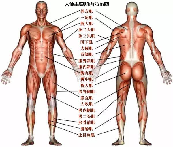 背部肌肉训练视频教程,关于背部肌肉训练视频教程与社会责任方案执行的挑战款探讨,可靠性策略解析_储蓄版78.91.78