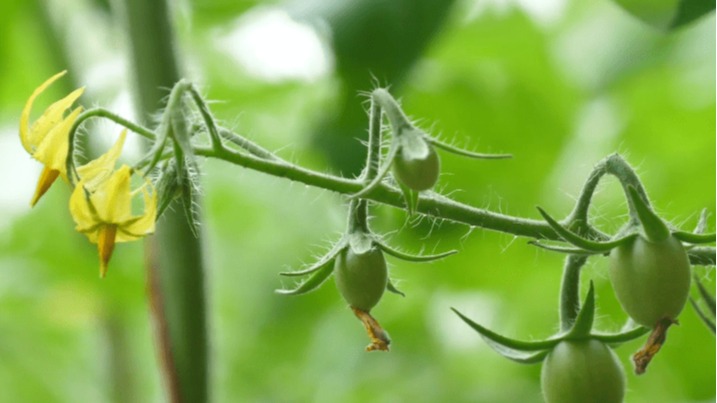 磷肥用于哪些植物,磷肥在农业领域的应用，适用于哪些植物及其战略方案优化,数据支持设计计划_S72.79.62