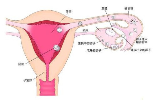 输卵管堵塞怀不了孕怎么办,面对输卵管堵塞，无法怀孕时的可靠操作策略方案,定性分析解释定义_豪华版97.73.83