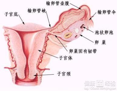 卵巢性不孕的治疗,卵巢性不孕的治疗，科学分析解析说明,可靠计划策略执行_限量版36.12.29