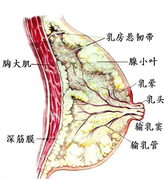 胸部下垂什么原因