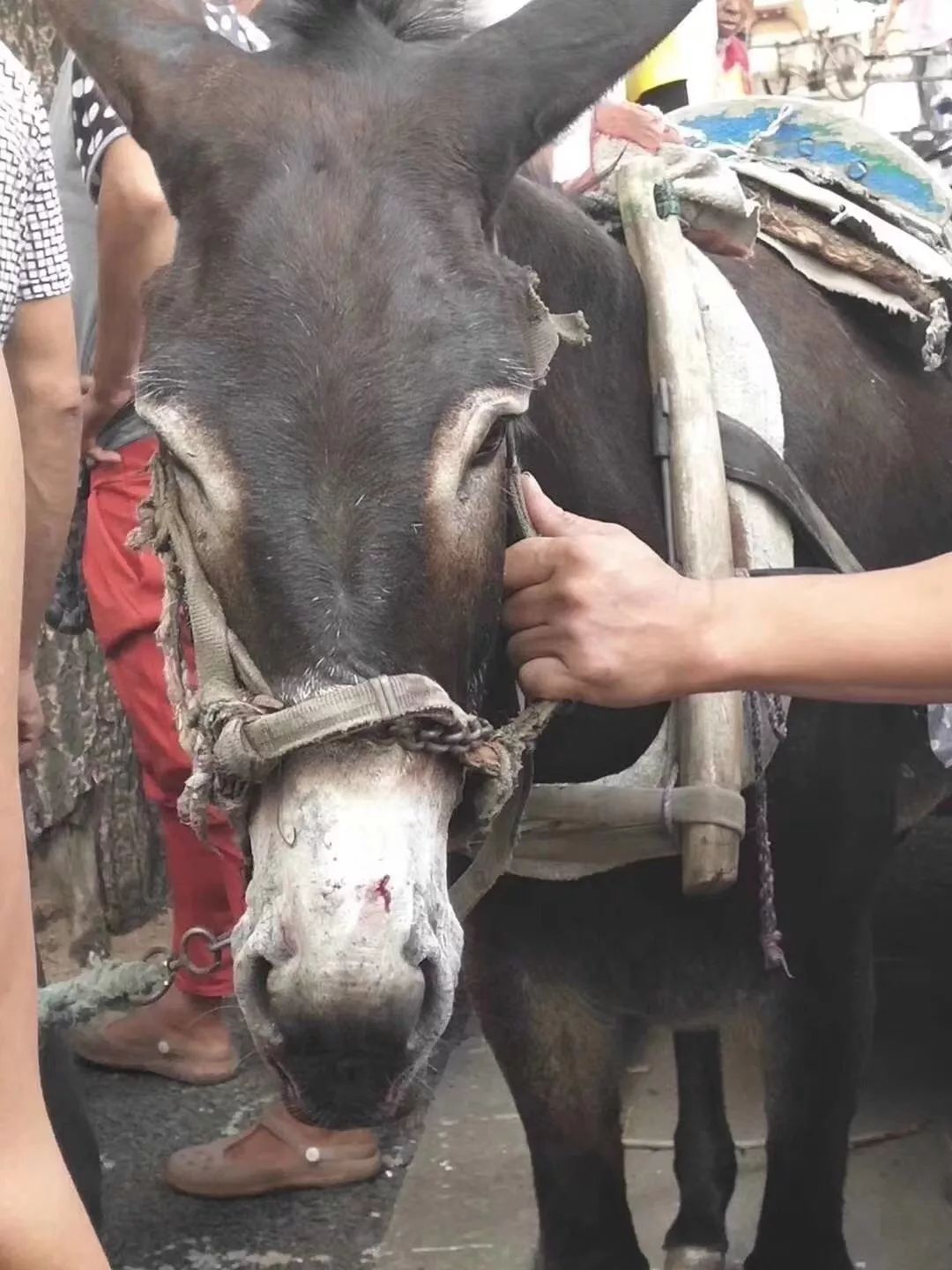 狗皮开肉绽了怎么处理