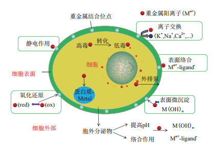 阳离子染料厂家,阳离子染料厂家的发展与机制评估——SE版33.20.55探讨,创新性方案解析_XR34.30.30