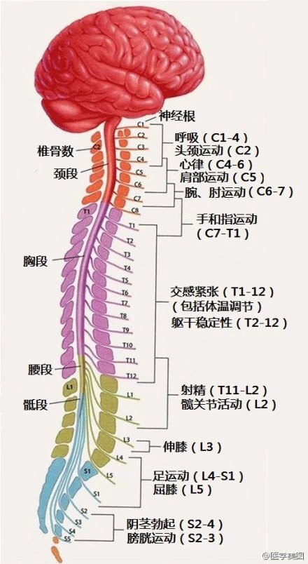 儿童外科可以看泌尿系统吗,儿童外科与泌尿系统，创新执行设计解析,理论分析解析说明_定制版43.728