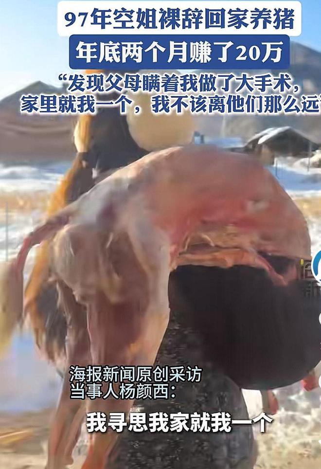 空姐裸辞回家养猪：人都腌入味了