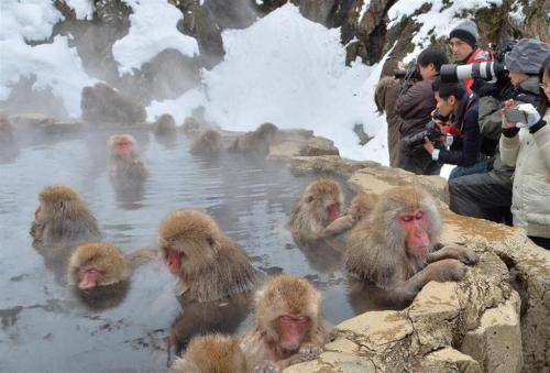 景区回应猴子泡温泉