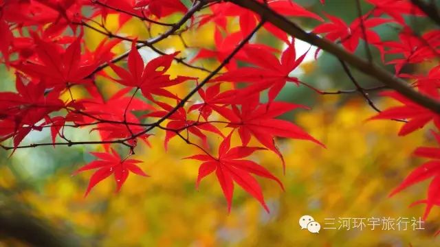 颖儿 今年的枫叶够红了吧