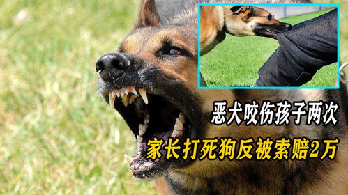 家长称遭恶犬咬伤孩子右眼仍无反应