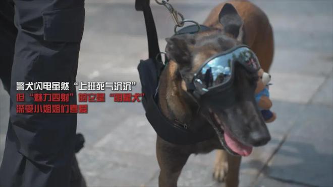 警犬被通报：上班死气沉沉到处尿尿