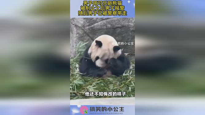 男子拿可乐砸向熊猫被警方带走