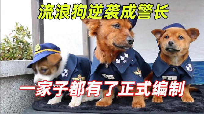 流浪狗凭实力秒入职警犬队