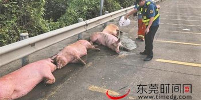 运猪车被撞侧翻 二师兄马路上撒欢