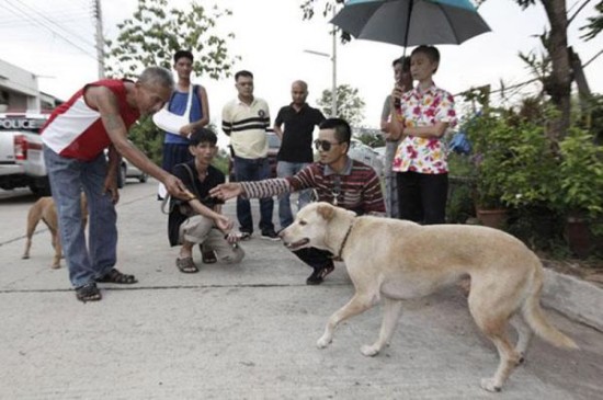 家长称遭恶犬咬伤孩子右眼仍无反应