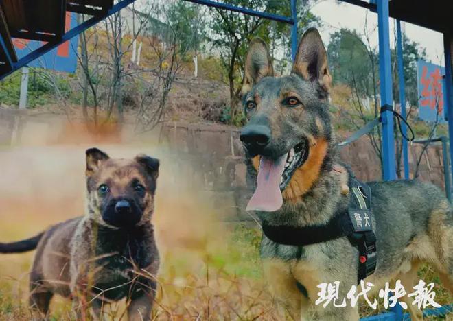 警犬被通报：上班死气沉沉到处尿尿