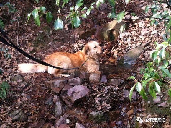 搜救犬眼神里满满的不舍