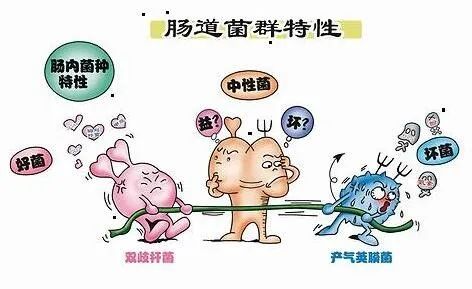 人体最大免疫器官竟是它